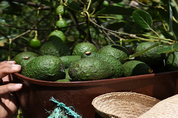Aguacate Hass producido en Colombia en el mercado de Estados Unidos